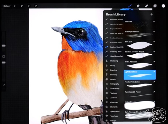 Watercolor Bird Illustration Tutorial by Calvin (Drifter Studio)
