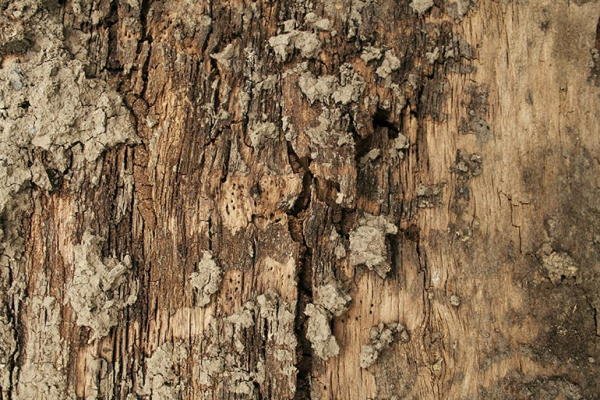 tree bark texture