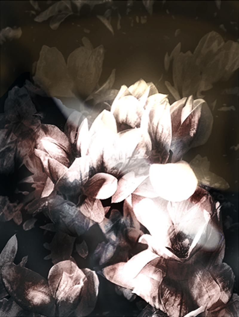 Magnolia 2 by darcyie